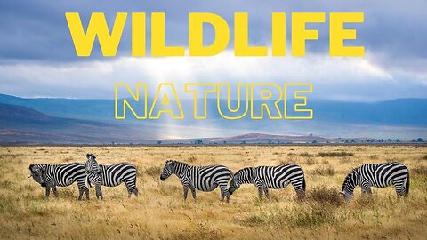 Into the Wild: Breathtaking 4K Wildlife & Nature Soundscape 🌿