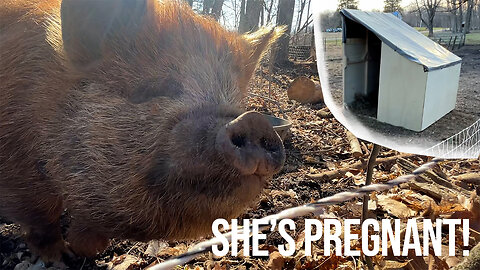 Building a Kunekune Pig Farrowing Shelter | Cheap DIY Farming
