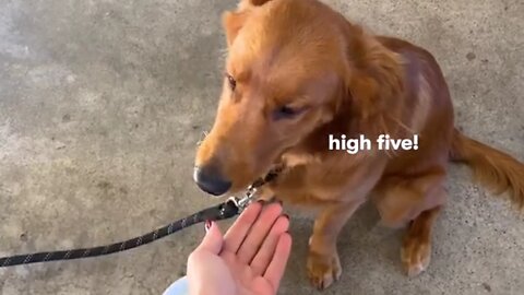 my dog