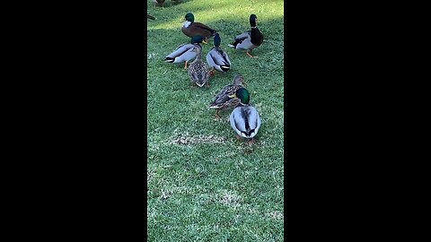 Mallard Ducks 🦆 and Canada Goose 🪿 mallardducks #trending #subscribe #shorts #canadagoose