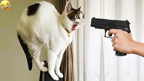 Funniest Animals 2025 😂 - Funniest Cats and Dogs 😺🐶 - tanveeraone