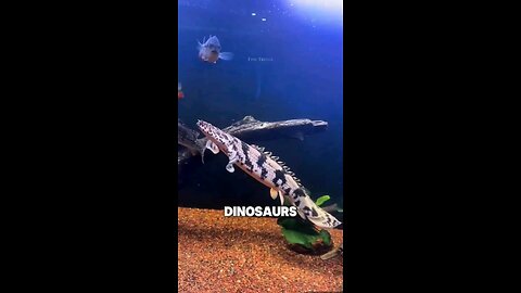 this fish has survived for over 100 milion year