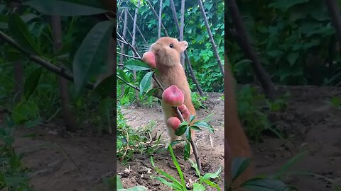 Big-faced rabbit eating peaches Cute pet debut plan Rabbit Rural cute pet