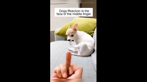 Dog’s Reaction In The Face Of The Middle Finger 😂 So Funny