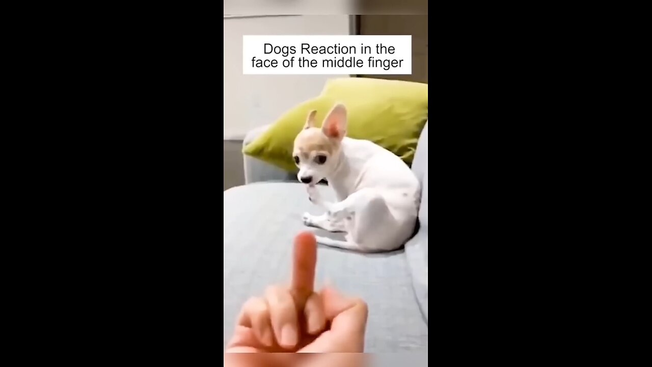 Dog’s Reaction In The Face Of The Middle Finger 😂 So Funny