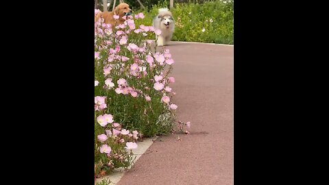 Dog Cute