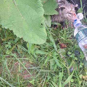 Possum was stuck in a trash can and dehydrated(1)