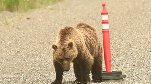 Grizzly Bear in Alaska Playing With a Cone on the Road