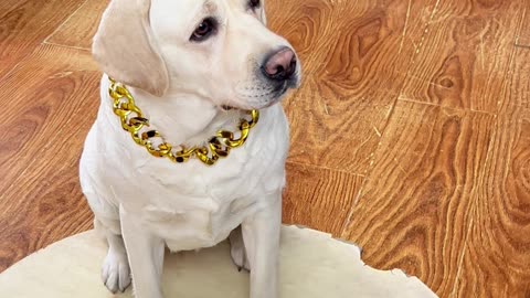 狗子：你这哪是手滑？我看你就是故意的Dog: I think you did it on purpose