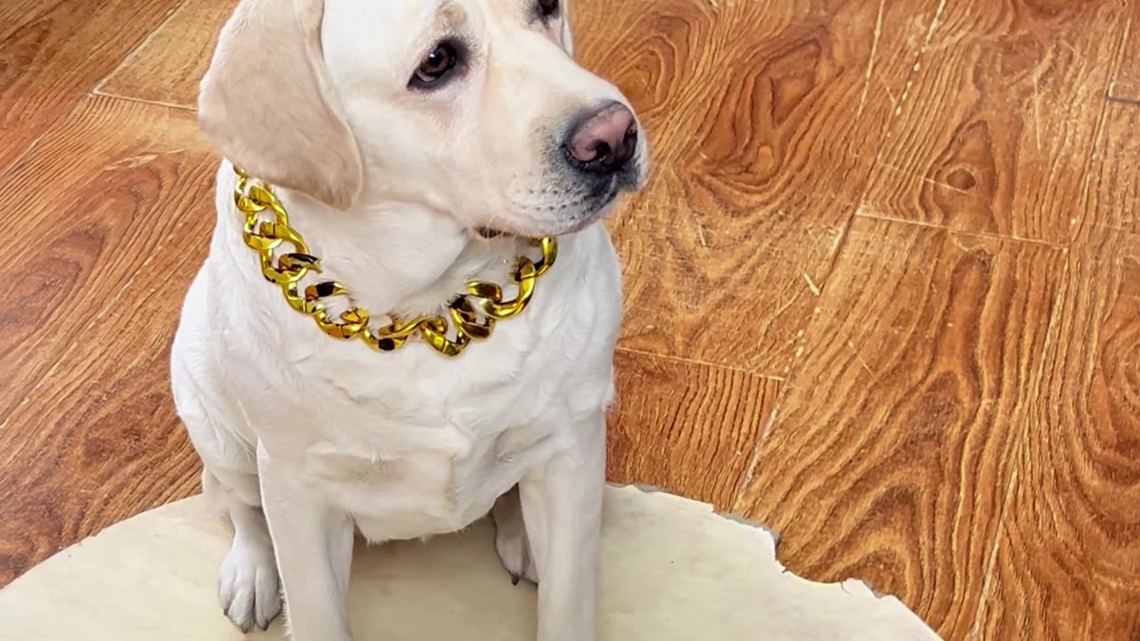 狗子:你这哪是手滑?我看你就是故意的Dog: I think you did it on purpose