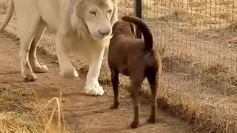 Dogs & animal🤣