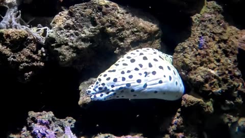 Honeycomb moray eel at The Birch Aquarium in San Diego