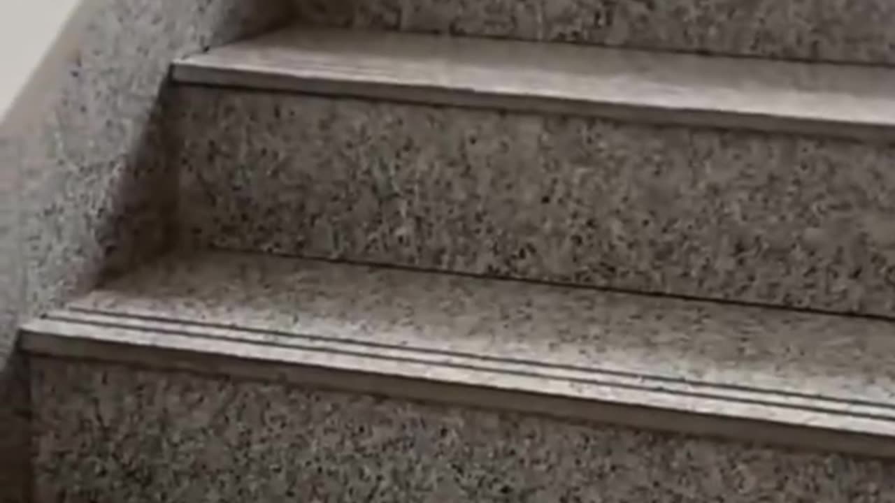 Funny 🤣 Cats For Fun