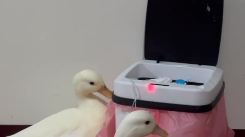 Ducks Play With Sensor-Activated Trash Can