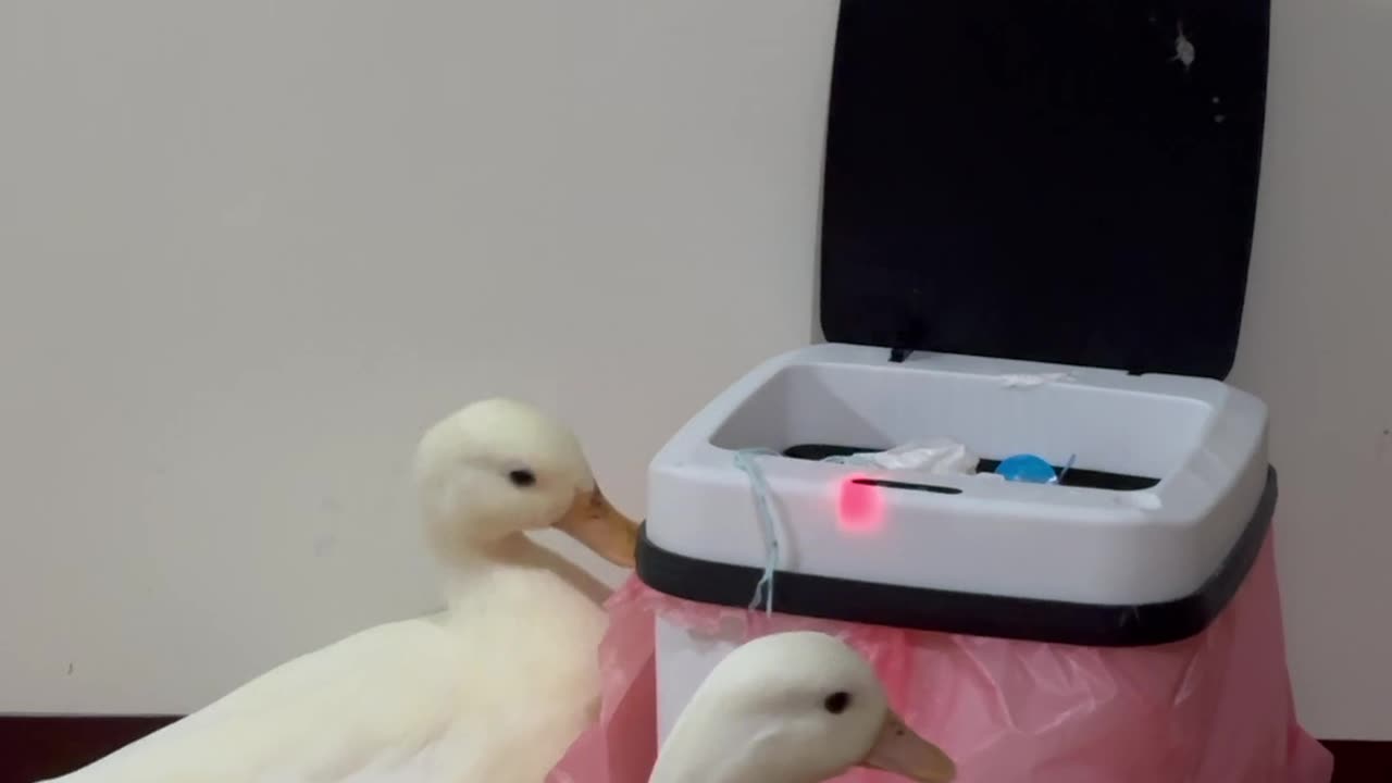 Ducks Play With Sensor-Activated Trash Can