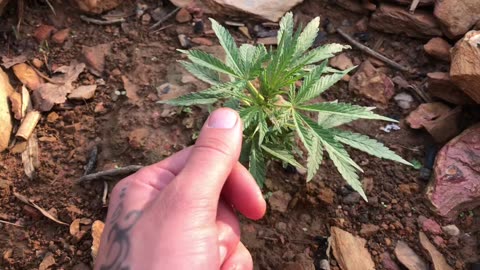 Another gorgeous morning in paradise #nepal