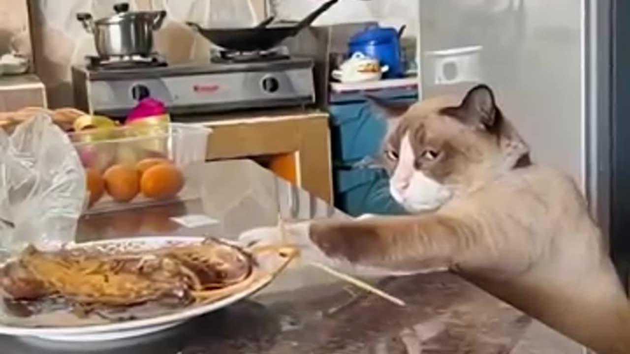 Laughter guaranteed on this greedy little muncher. 😂 #cats #funnyvideos #shorts