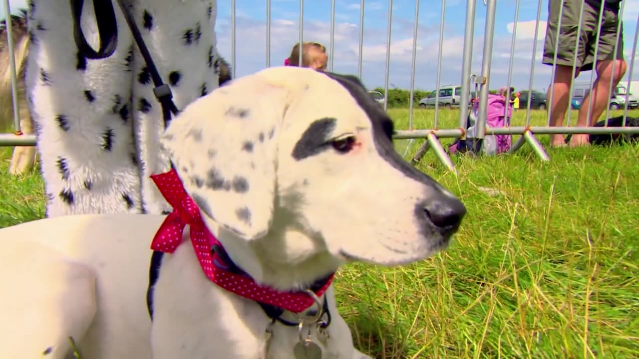 Mi Mascota y Yo - T1E02 - Perro blanco y negro