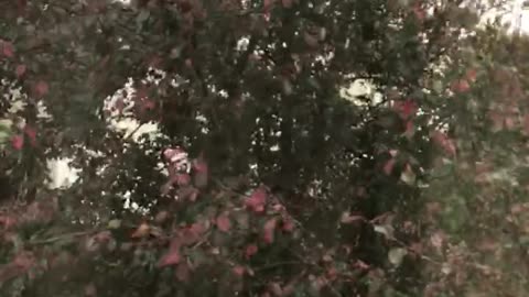 Fall Has Arrived 2!
