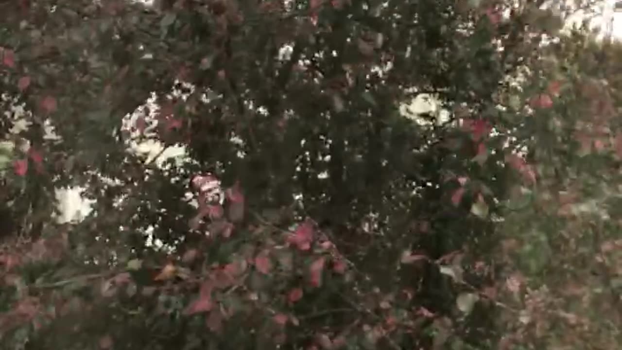 Fall Has Arrived 2!