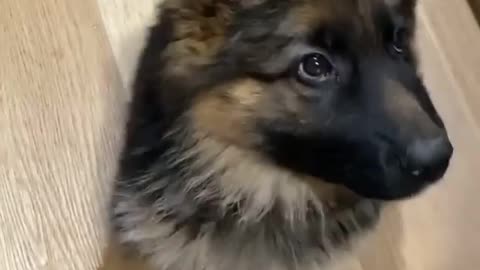 German shepherd