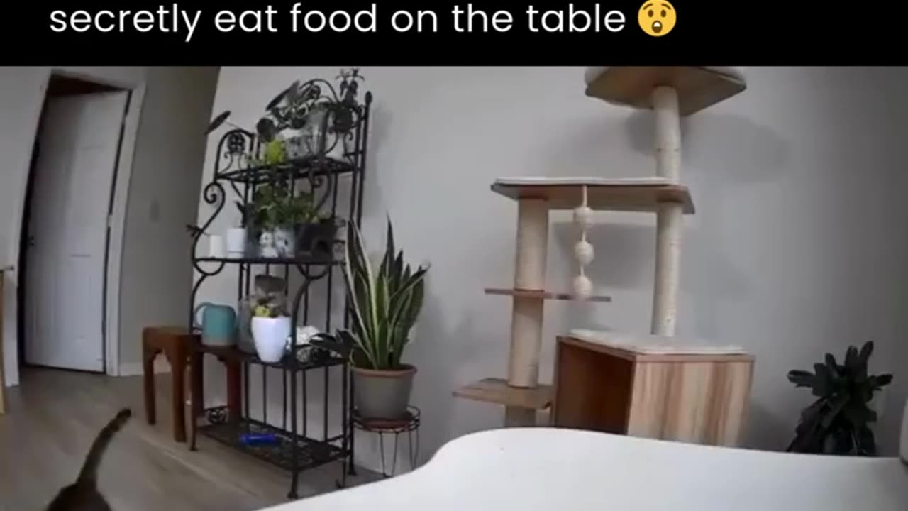 cats and dogs the endless fight lol