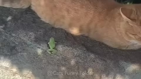 _88 Funny Cat videos 🐱🐱 _meowing _memes _cute