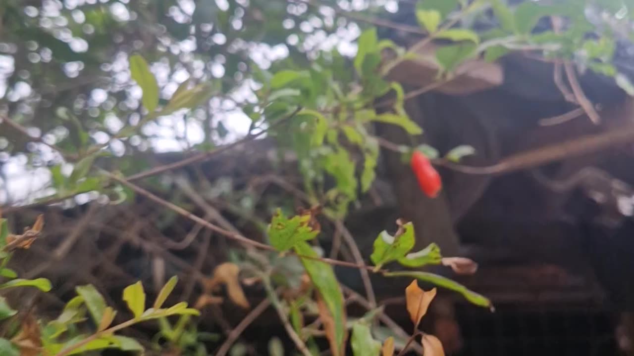 🍎 Look What We Found Growing in the Philippines — Pomegranates! 🌿
