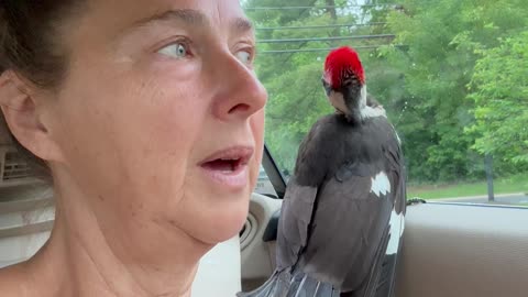 Woodpecker Rescue