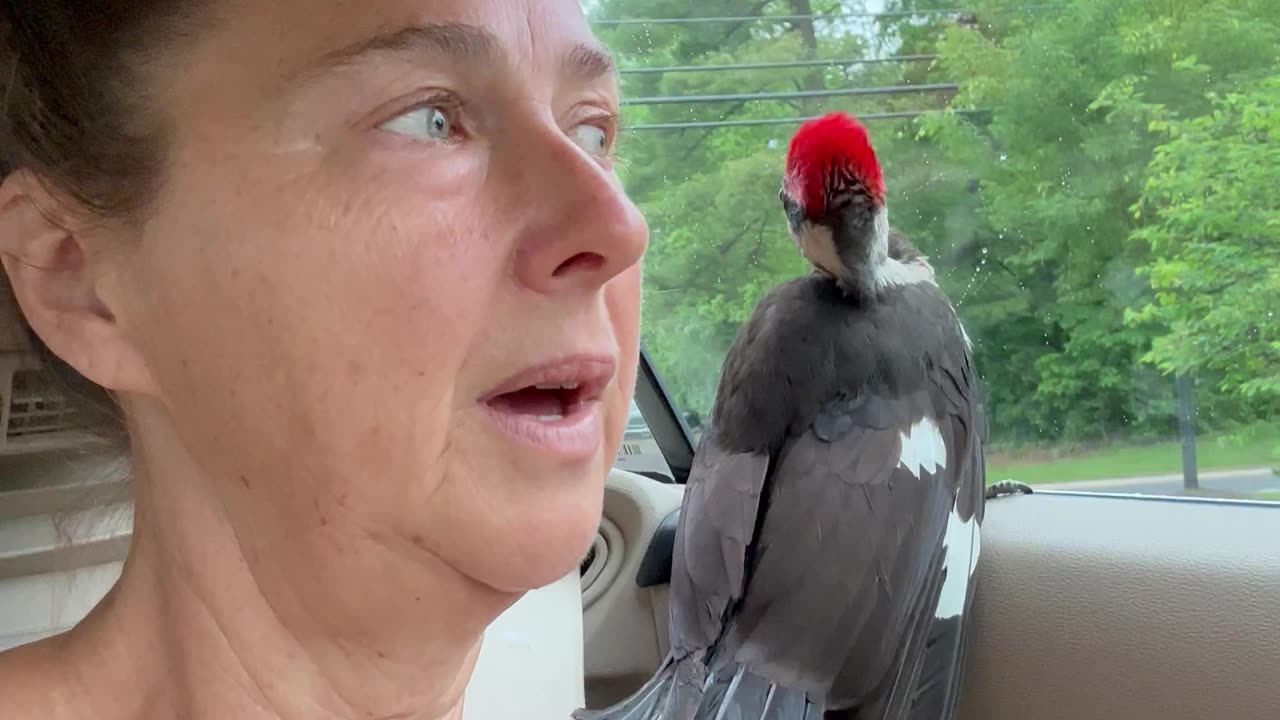 Woodpecker Rescue