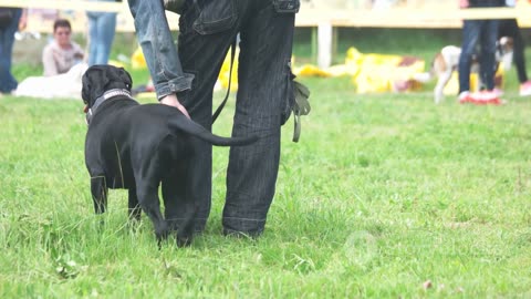 Funny Short Story: The Talking Dog That Will Make You Laugh