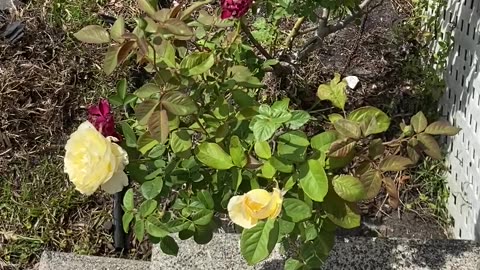 Red Roses
