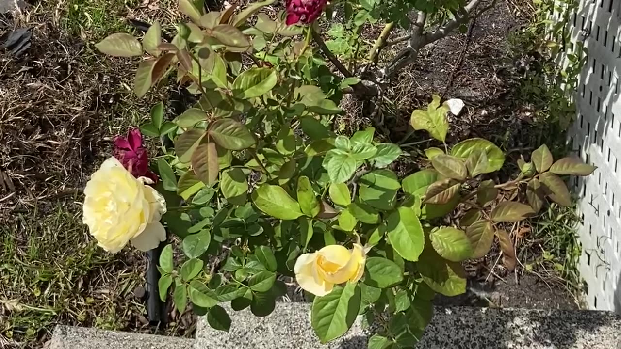 Red Roses