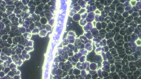 Nano -like micro-robot