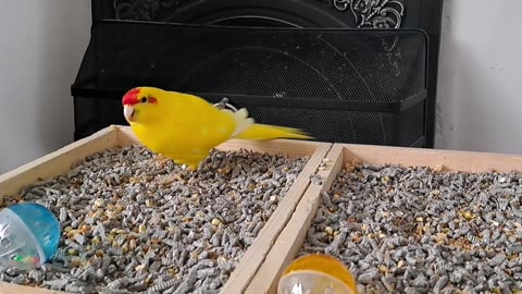 Happy Chocobo Noises