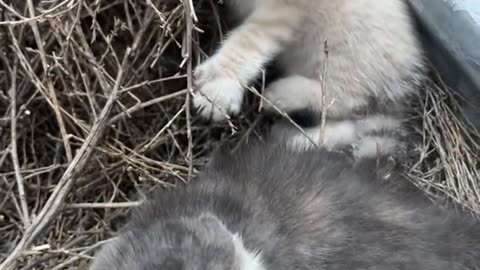 Poor babies. Is it to late to tame the barn kittens?