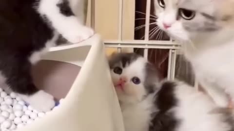 The Ugly Truth About Cat Fails No One Tells You