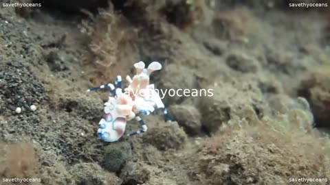 Harlequin Shrimp Attacking Starfish