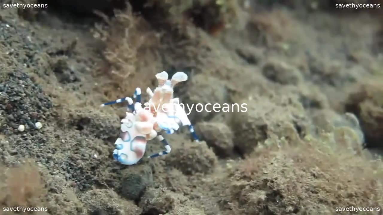 Harlequin Shrimp Attacking Starfish
