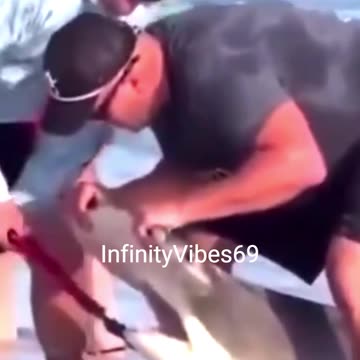 Tourists Rescue Hammerhead Shark!
