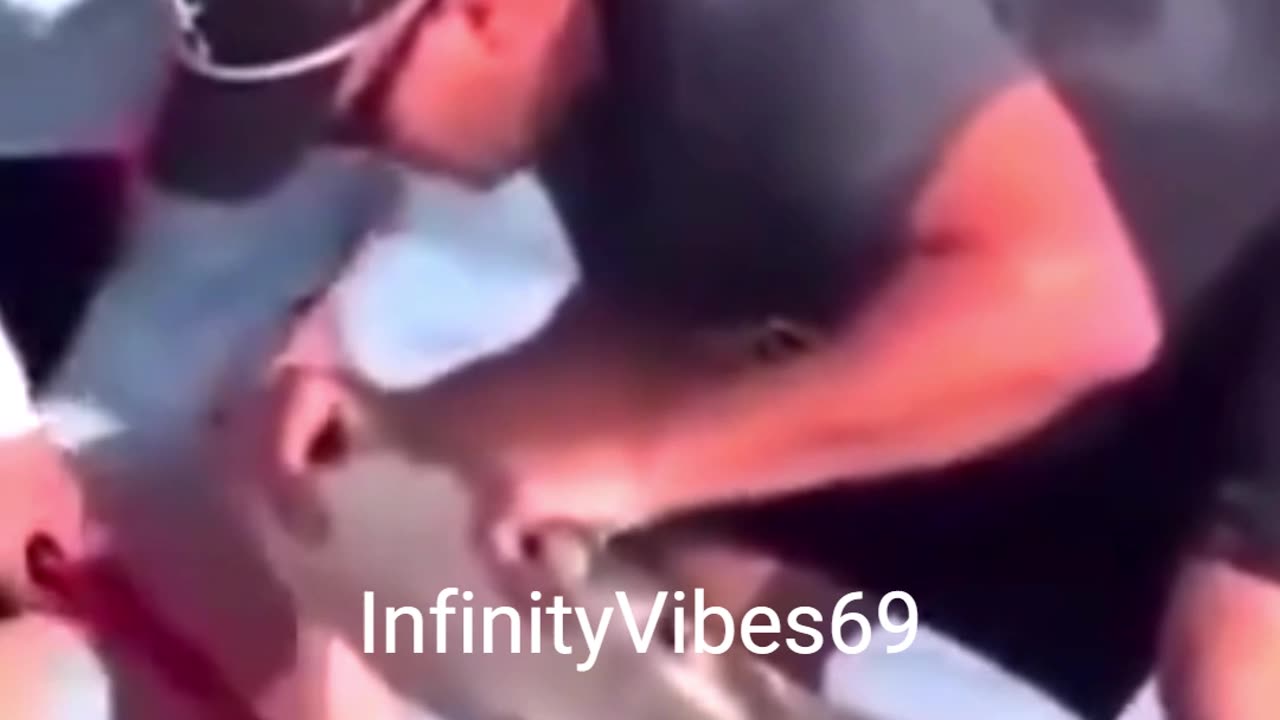 Tourists Rescue Hammerhead Shark!