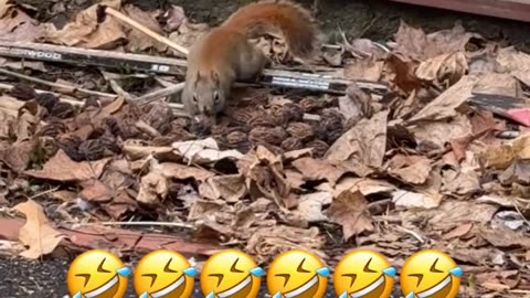 Squirrel Rushes To Hide Nuts In Boot