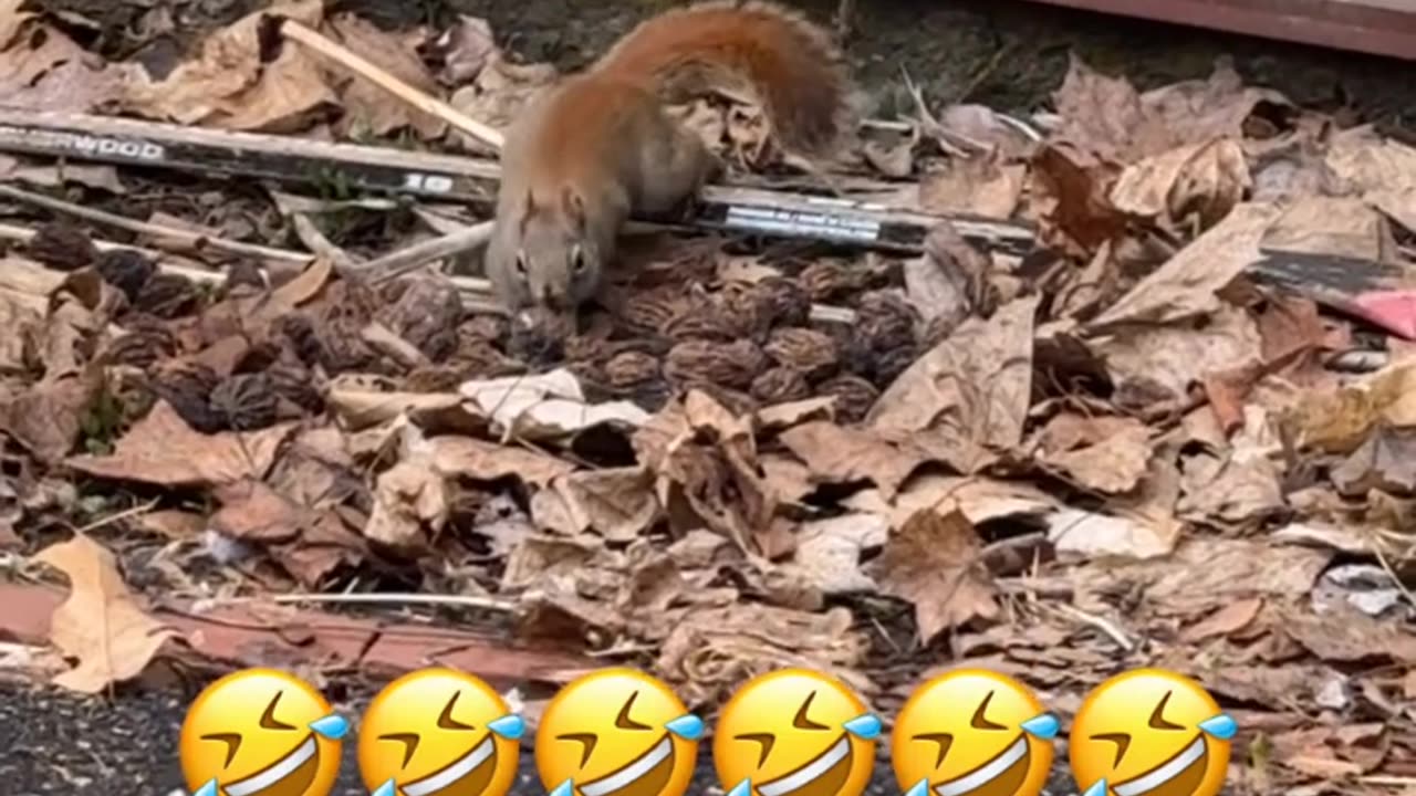 Squirrel Rushes To Hide Nuts In Boot