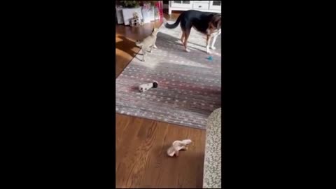 Funny Cats and Dogs Videos || Animals Funny Moments || Try Not to Laugh