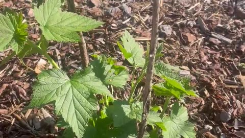 Tiny berries!