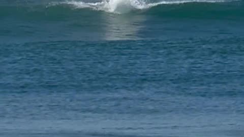 Wild Dolphin Surfs Wave