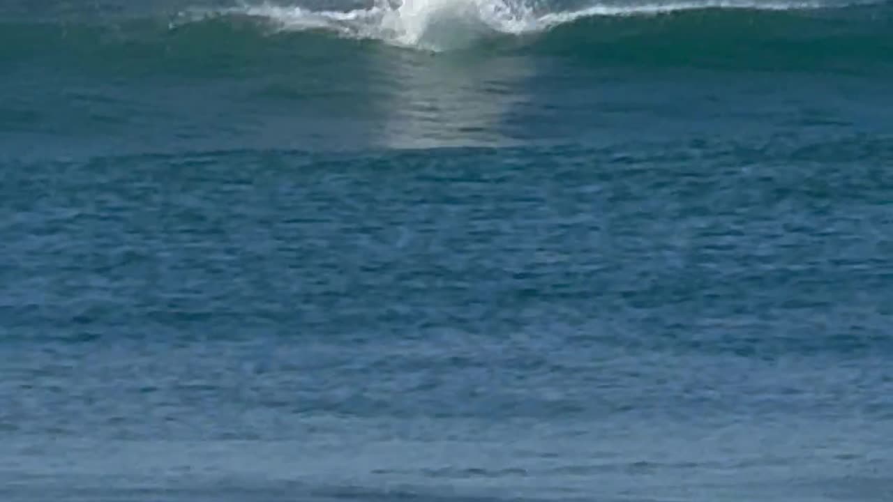Wild Dolphin Surfs Wave