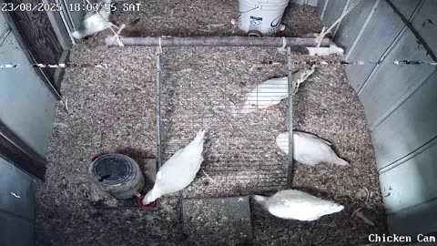 Millar Time Chicken Cam