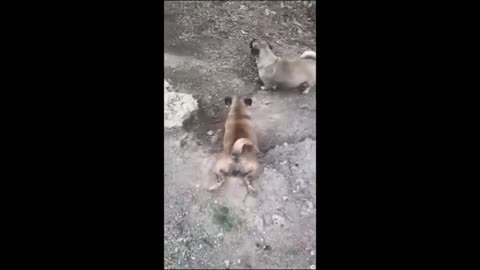 funny animal moments
