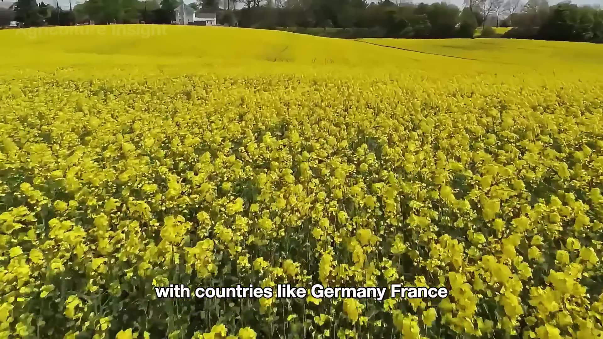 How Sunflower Oil Is Made 🌻 | Amazing Harvest of BILLIONS of Pounds of Sunflowers!